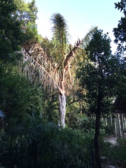 Raphia farinifera