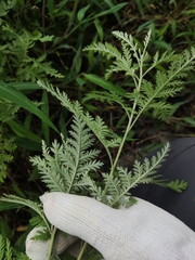 Artemisia gmelinii