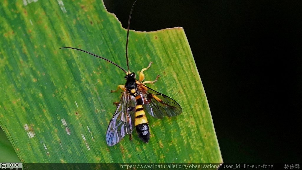 Colpotrochia pilosa