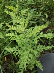 Artemisia gmelinii