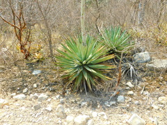 Agave macroacantha