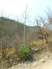 Agave macroacantha
