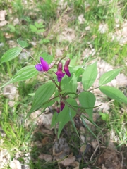 Lathyrus vernus