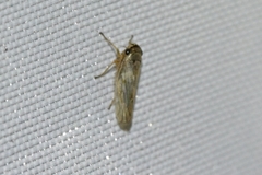 Exitianus fusconervosus