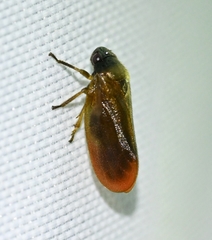 Eoscarta