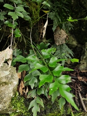 Asplenium saxicola