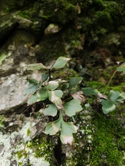 Asplenium saxicola