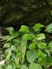 Asplenium saxicola