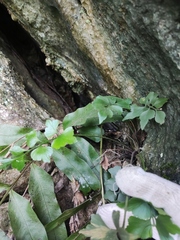 Asplenium saxicola