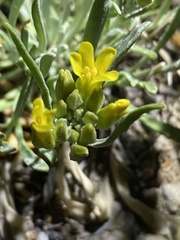 Physaria calcicola