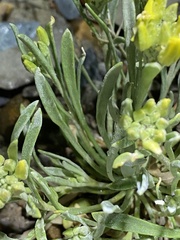 Physaria calcicola