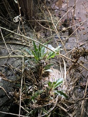 Oenothera harringtonii