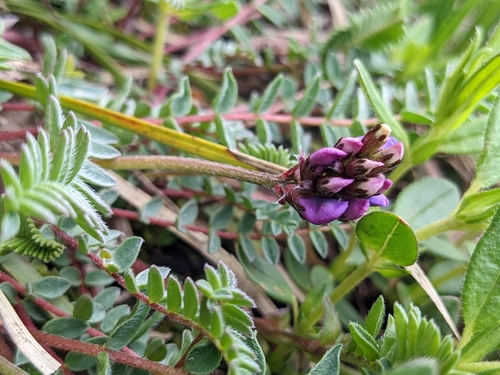 Oxytropis montana, photograph 1