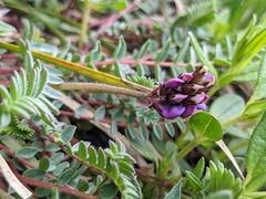Oxytropis montana, photograph Attila Oláh, CC BY, iNaturalist via GBIF