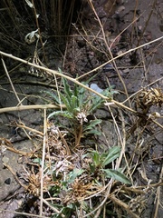 Oenothera harringtonii