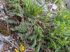 Oxytropis montana, photograph Attila Oláh, CC BY, iNaturalist via GBIF
