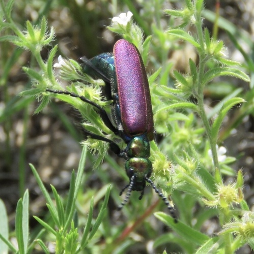 Nuttall's blister beetle