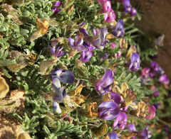 Astragalus sesquiflorus