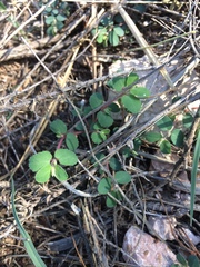 Euphorbia stictospora