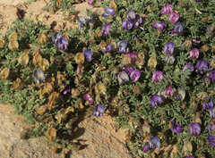Astragalus sesquiflorus