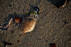 Metacarcinus novaezelandiae