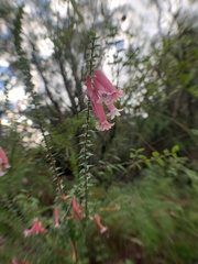 Epacris longiflora