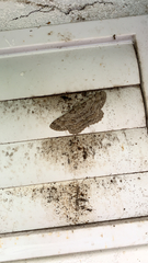 Hypomecis punctinalis