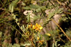 Senna coronilloides