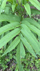 Sambucus javanica