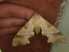 Marumba quercus