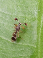 Teleopsis quadriguttata