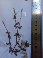 Verbena supina