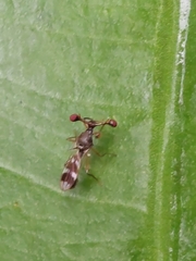 Teleopsis quadriguttata