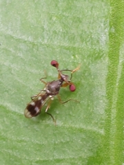 Teleopsis quadriguttata