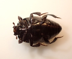 Saprinus subnitescens