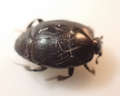 Saprinus subnitescens
