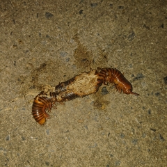 Thyropygus allevatus