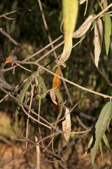 Croton phebalioides