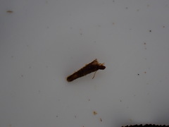 Beraeoptera roria