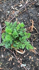 Anthriscus sylvestris