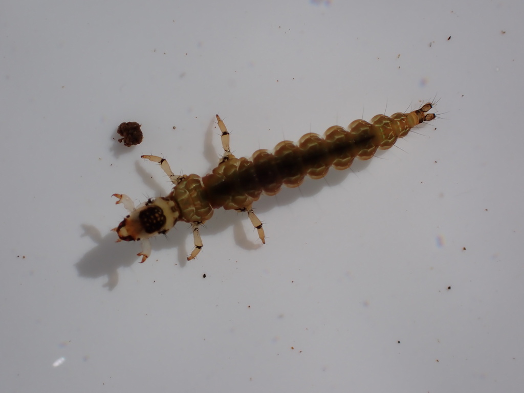 Costachorema callistum