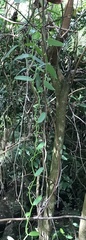 Vanilla planifolia