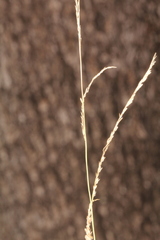 Leptochloa decipiens