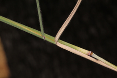 Leptochloa decipiens