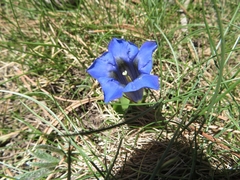 Gentiana acaulis