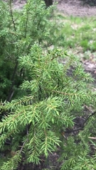Juniperus