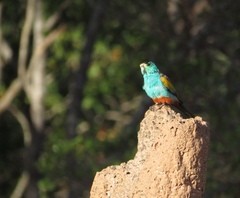 Psephotus chrysopterygius