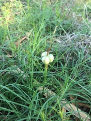 Zephyranthes longifolia