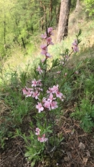Amygdalus