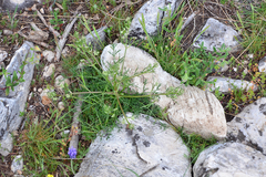 Trinia